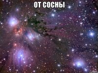 от сосны 