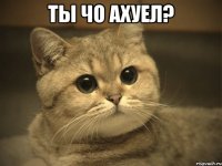 ты чо ахуел? 