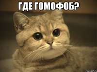 где гомофоб? 