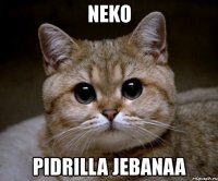 neko pidrilla jebanaa