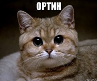 ортин 