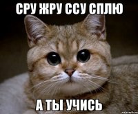 сру жру ссу сплю а ты учись