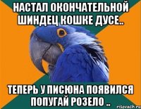 настал окончательной шиндец кошке дусе.. теперь у писюна появился попугай розело ..