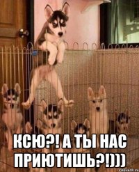  ксю?! а ты нас приютишь?!)))