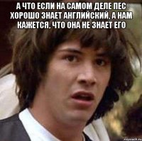 а что если на самом деле пес хорошо знает английский, а нам кажется, что она не знает его 