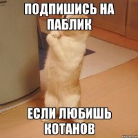 подпишись на паблик если любишь котанов