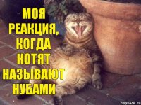 моя реакция, когда котят называют нубами