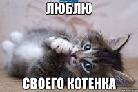 люблю своего котенка