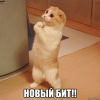  новый бит!!