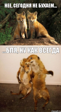 НЕЕ, сегодня не бухаем... ...бля, ну как всегда