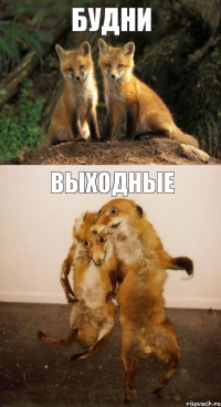 Будни Выходные