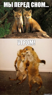 мы перед сном... утром!