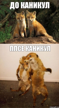 До каникул Плсе каникул