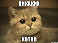 никаких котов