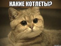 какие котлеты? 