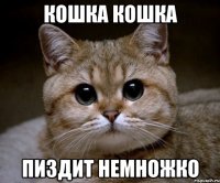 кошка кошка пиздит немножко