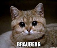  brauberg