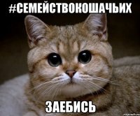 #семействокошачьих заебись