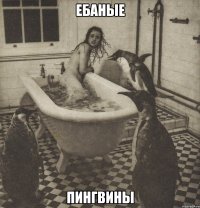 ебаные пингвины