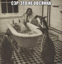 сэр, это не овсянка 