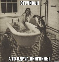 стучись!! а то вдруг..пингвины.