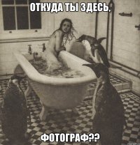 откуда ты здесь, фотограф??