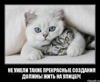 Не ужели такие прекрасные создания должны жить на улице?(