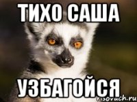 тихо саша узбагойся