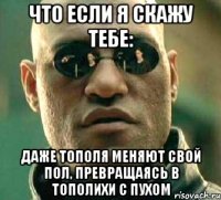 что если я скажу тебе: даже тополя меняют свой пол, превращаясь в тополихи с пухом