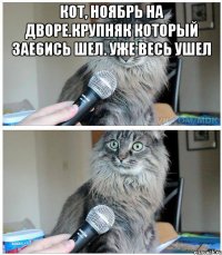 кот, ноябрь на дворе.крупняк который зае6ись шел. уже весь ушел 