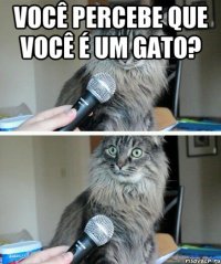 você percebe que você é um gato? 