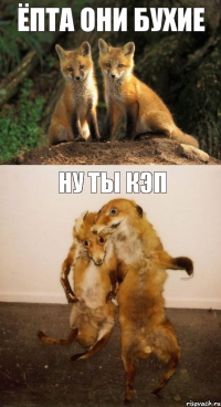 ёпта они бухие ну ты кэп