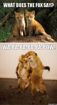 What does the fox say? Wa-pa-pa-pa-pa-pow!