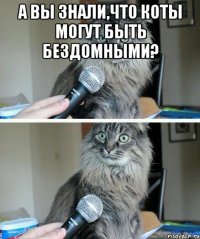 а вы знали,что коты могут быть бездомными? 