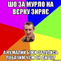 шо за мурло на вєрку зиряє а ну малий біжи залупись побачим чєм он дишет