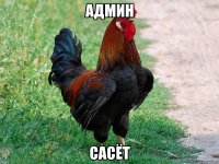 админ сасёт