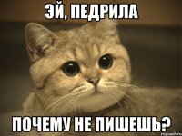 эй, педрила почему не пишешь?