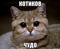 котиков чудо