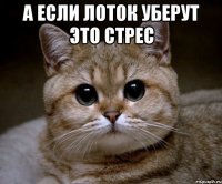 а если лоток уберут это стрес 