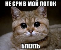 не сри в мой лоток блеять