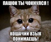 пашок ты чокнулся ! кошачий язык понимаешь!