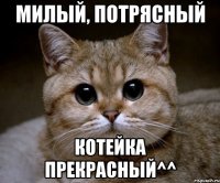 милый, потрясный котейка прекрасный^^