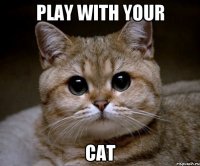 play with your cat