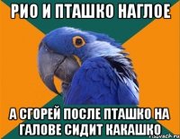 рио и пташко наглое а сгорей после пташко на галове сидит какашко