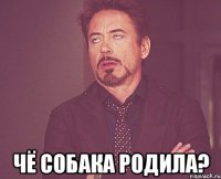  чё собака родила?