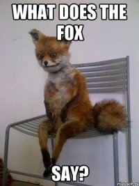 what does the fox say?