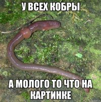 У всех кобры а молого то что на картинке