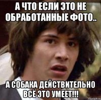 а что если это не обработанные фото.. а собака действительно всё это умеет!!!