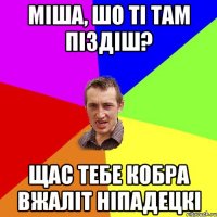 Міша, шо ті там піздіш? Щас тебе кобра вжаліт ніпадецкі