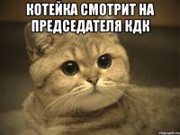 котейка смотрит на председателя кдк 